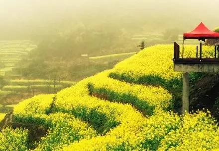 美到窒息的中國最美油菜花海，邂逅花海風(fēng)景！