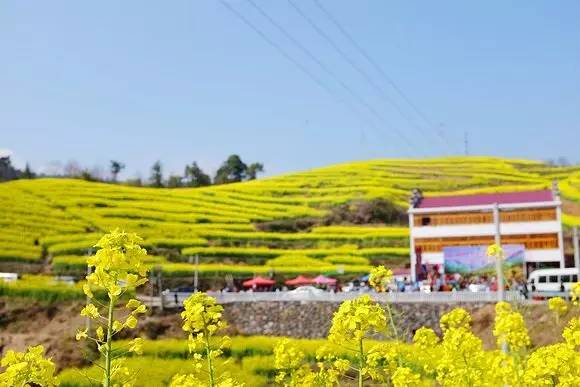 美到窒息的中國最美油菜花海，邂逅花海風(fēng)景！