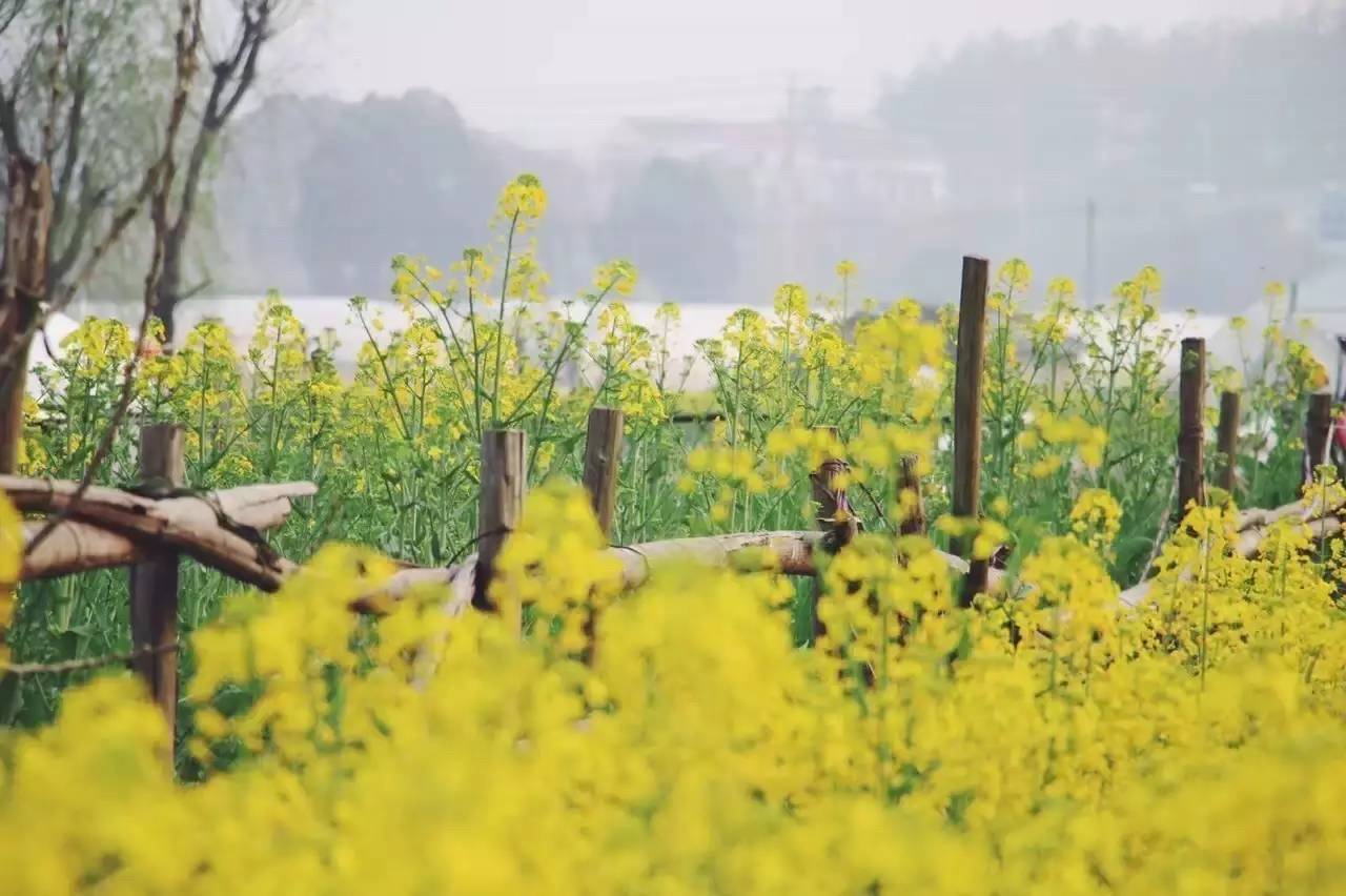 美到窒息的中國最美油菜花海，邂逅花海風(fēng)景！