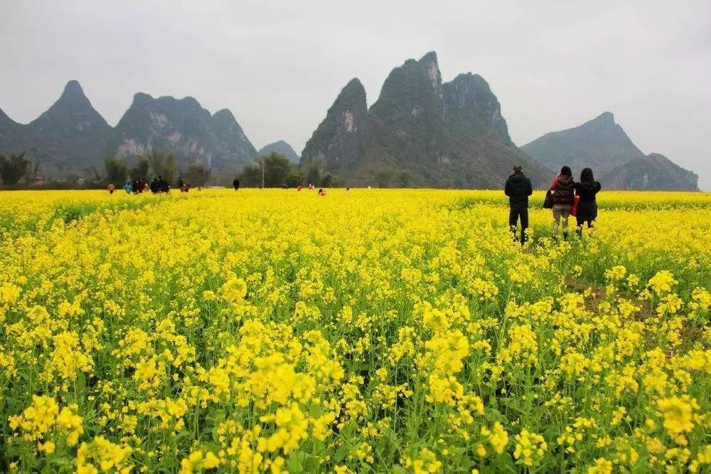 美到窒息的中國最美油菜花海，邂逅花海風(fēng)景！