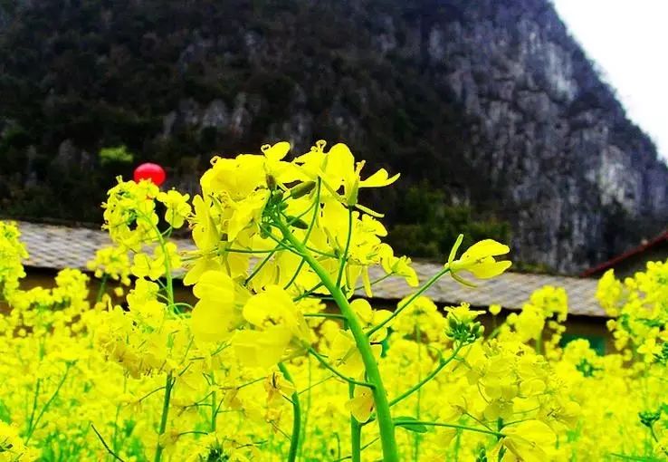 美到窒息的中國最美油菜花海，邂逅花海風(fēng)景！