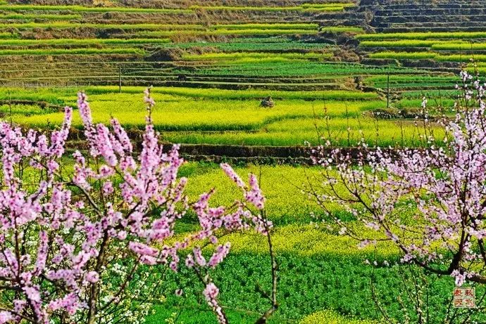 美到窒息的中國最美油菜花海，邂逅花海風(fēng)景！