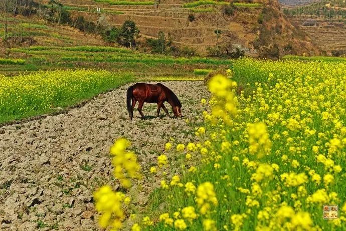 美到窒息的中國最美油菜花海，邂逅花海風(fēng)景！