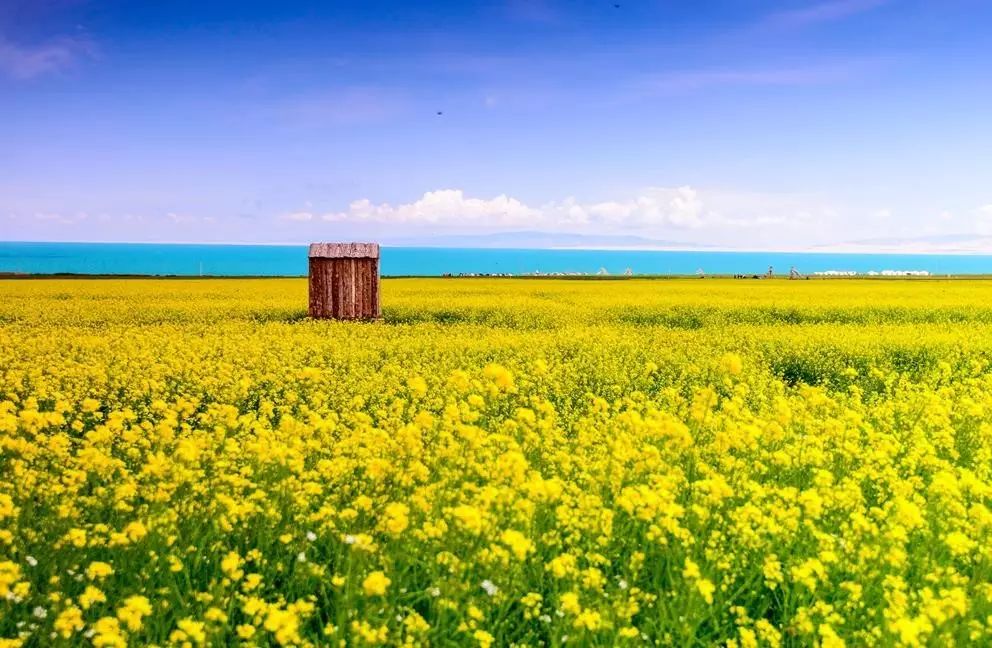 美到窒息的中國最美油菜花海，邂逅花海風(fēng)景！