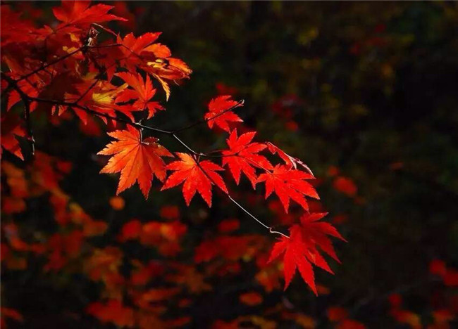 紅葉似火意似情，楓葉夜色攝影欣賞