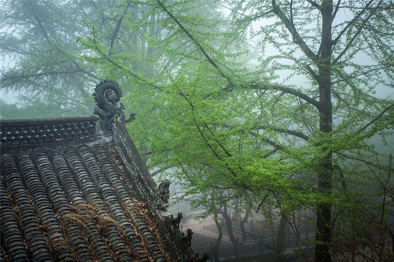 山中寺廟林間美景