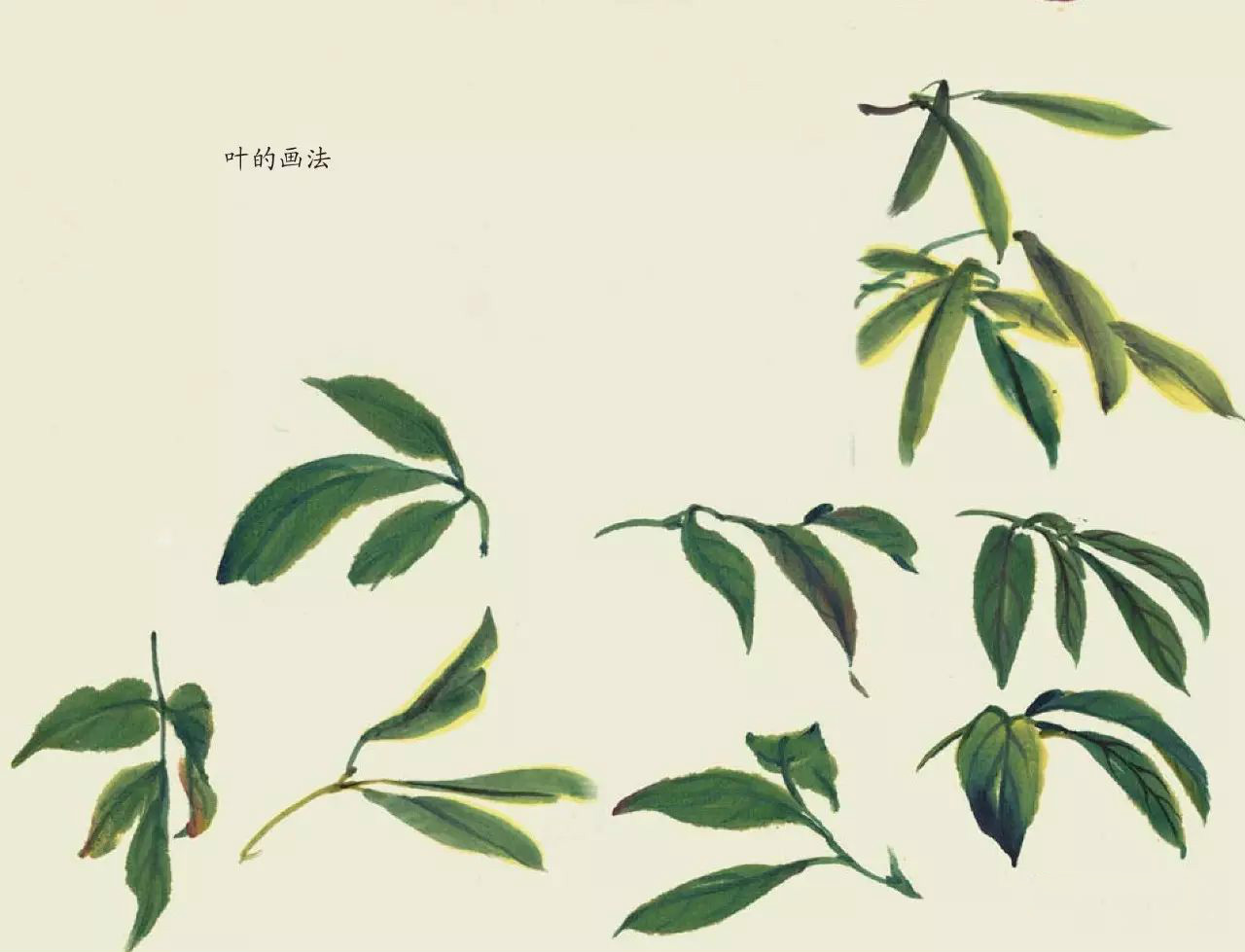 國(guó)畫(huà)技法：超詳細(xì)的國(guó)畫(huà)各種花卉畫(huà)法大全!