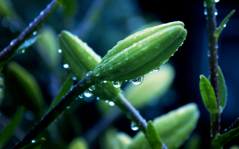 擺設(shè)植物也有風(fēng)水禁忌？還不趕快學(xué)！