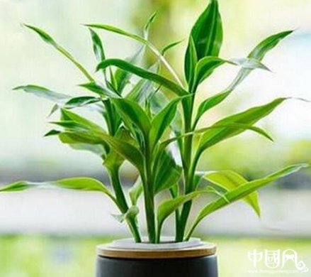 家里養(yǎng)著哪些植物風(fēng)水好