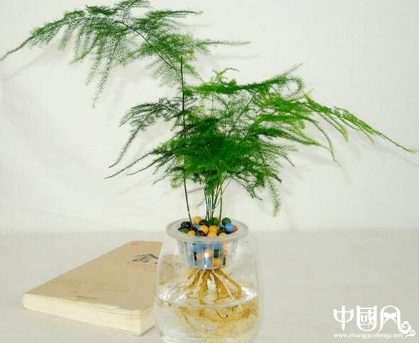 家居盆栽植物的風(fēng)水