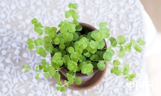 室內(nèi)風(fēng)水植物有哪些